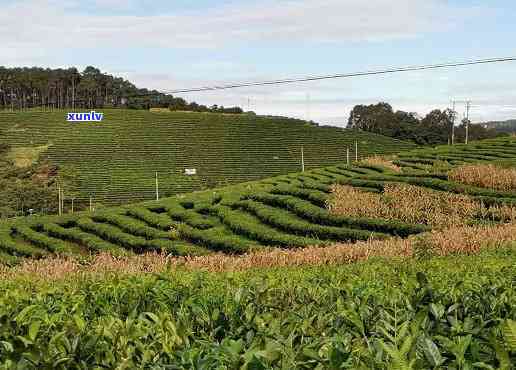 勐海普洱茶种植基地