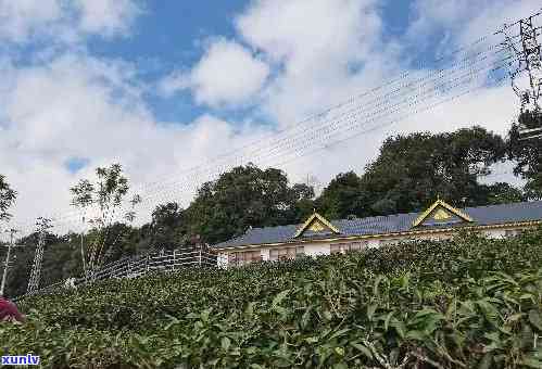 勐海普洱茶种植基地