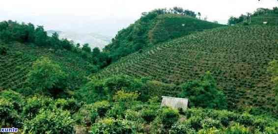 勐海普洱茶种植基地