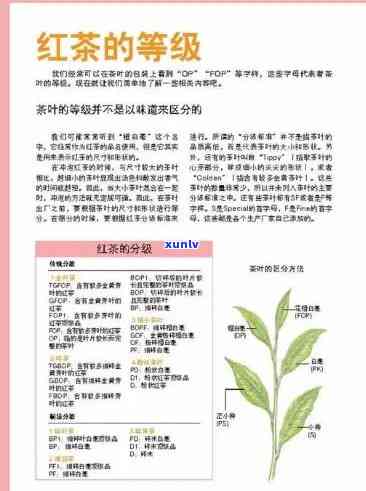 滇红茶最新执行标准号：滇红茶叶执行标准与滇红红茶执行标准的关联与区别