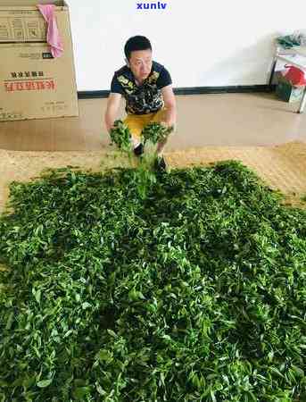 冰岛古树茶的诗意颂扬：赞美与自然的和谐共舞