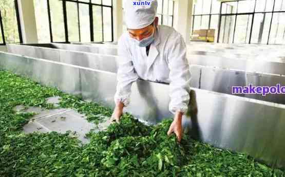 云南天月茶厂：品质越的茶叶生产厂家，为您提供全面的茶文化体验