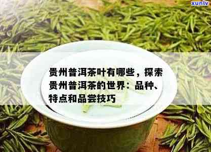 贵州高端普洱茶招商网官网：了解贵州普洱茶叶品种与招商信息