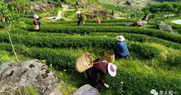 贵州普洱茶 *** 公司：提供全方位服务以满足您的茶叶需求与选择