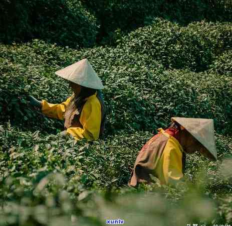 湖州产茶叶的地方汇总：主要产地及特色品种