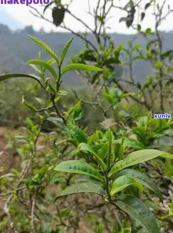 深山老林中的普洱茶：种类、 *** 工艺、品饮技巧及健益处详解