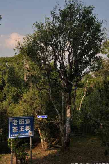 深山老树普洱茶茶区