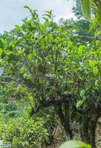 深山老树普洱茶茶区