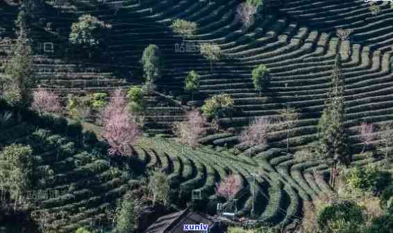 普洱茶种植基地在哪个城市最多？