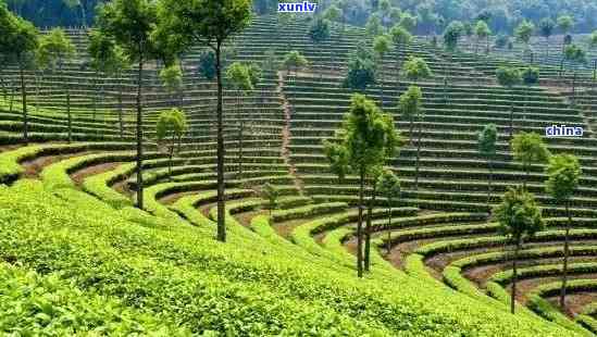 普洱茶种植基地在哪