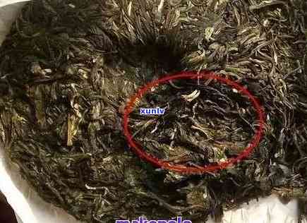 普洱茶大树的生长年限及其品质影响：多少年才能成为优质的普洱茶？