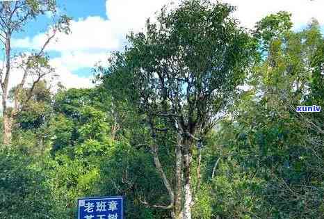 普洱冰岛古树茶基地位置及价位，冰岛古树普洱生茶收藏适宜性与价格