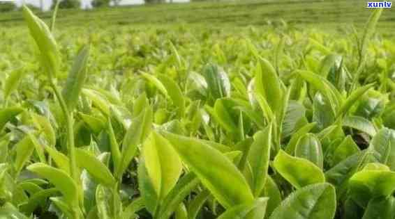 云南特色茶叶排行榜：探索各地名茶的独特风味