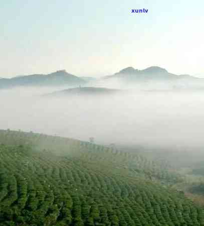 普洱茶山头排名前十名及价格一览：全面了解各大茶山特色与性价比