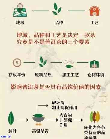 普洱茶文化知识全面解析：从起源、种类、品鉴到泡法，一网打尽！