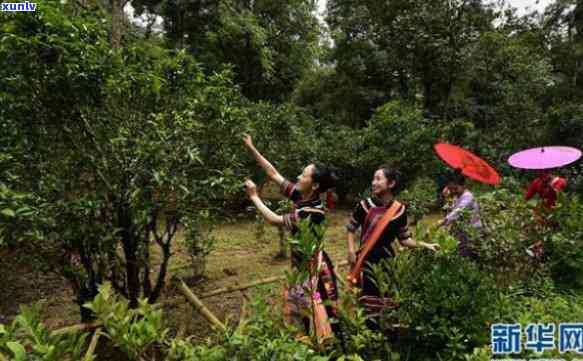 景迈山原生态普洱茶：传承古树茶文化，共享绿色生活