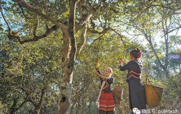 景迈山原生态普洱茶：传承古树茶文化，共享绿色生活