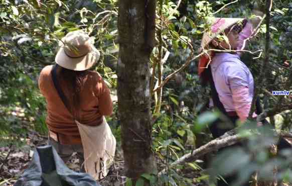 景迈山原生态普洱茶：传承古树茶文化，共享绿色生活