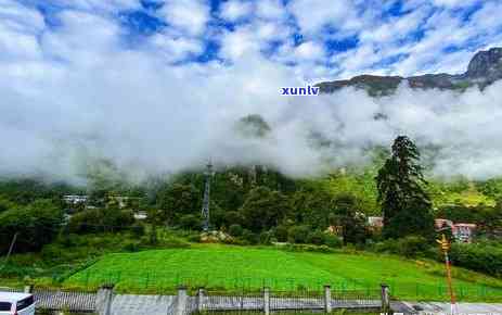  *** 地区绿色茶叶种植与管理技巧