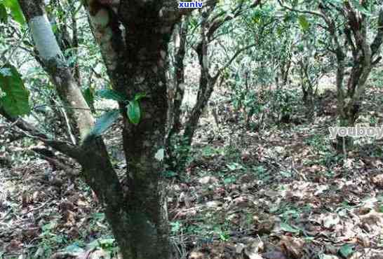 冰岛普洱茶树龄：300年老茶树揭秘