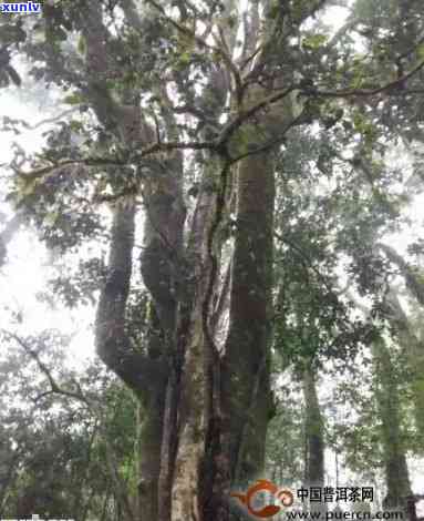 冰岛普洱茶树龄：300年老茶树揭秘