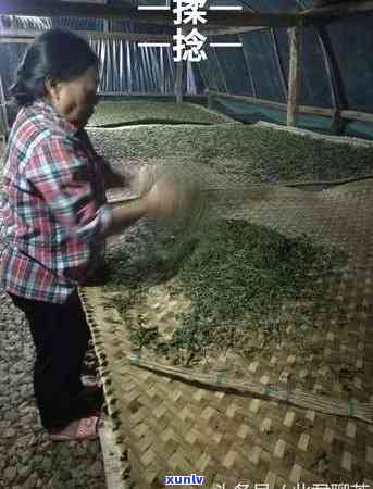 普洱茶青味重的原因及解决 *** 全面解析