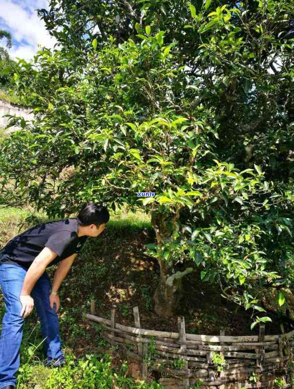 普洱茶茶叶交易平台官方网站：提供全面的普洱茶叶交易信息。