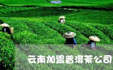 云南普洱茶加盟 *** ：专业支持，轻松致富