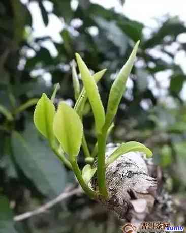 探究普洱茶中的独特成分：茶青与马蹄的奥秘