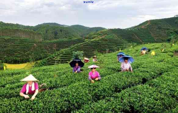 广西特色茶叶：一种独特的非普洱茶产区探索