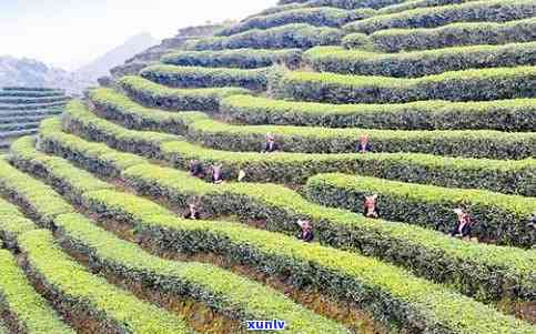 广西特色茶叶：一种独特的非普洱茶产区探索