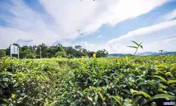 广西特色茶叶：一种独特的非普洱茶产区探索