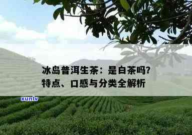 探索冰岛普洱生茶：品种、产地、口感、功效及冲泡 *** 的全面解析