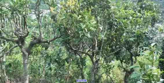 探究普洱茶的产地及其种植树种：一种独特的茶叶文化解析