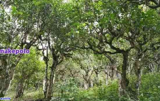 探究普洱茶的产地及其种植树种：一种独特的茶叶文化解析