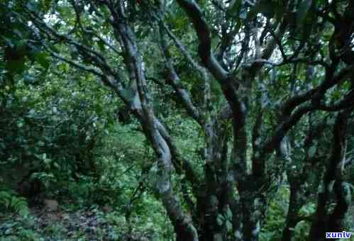 探究普洱茶的产地及其种植树种：一种独特的茶叶文化解析