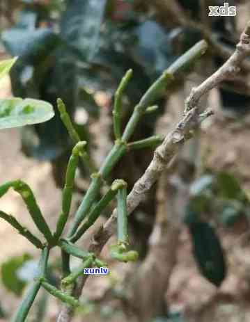 普洱茶树上的寄生植物及其生物学特性：揭示螃蟹脚对普洱茶的影响