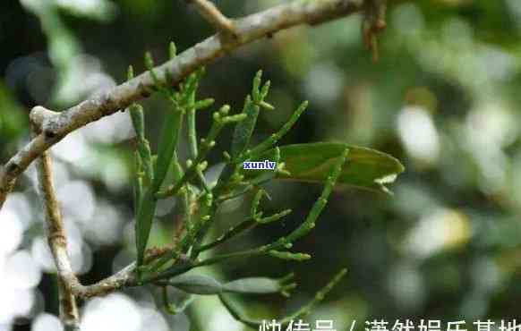 普洱茶树上的寄生植物及其生物学特性：揭示螃蟹脚对普洱茶的影响