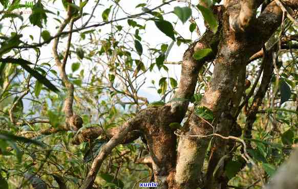 普洱茶树上的寄生茶：品种、产地、 *** 工艺及品饮 *** 全面解析