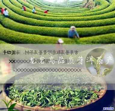 龙岩高端普洱茶招商