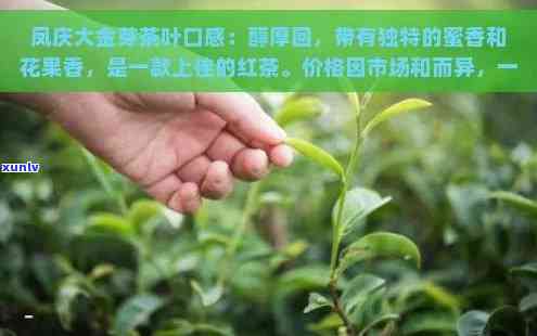 凤庆红茶大金芽：品质、 *** 工艺与口感的全面解析