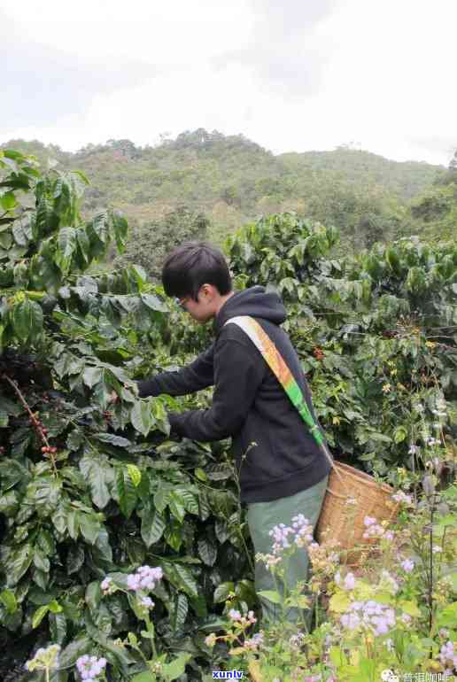 嘉兴普洱茶招商加盟