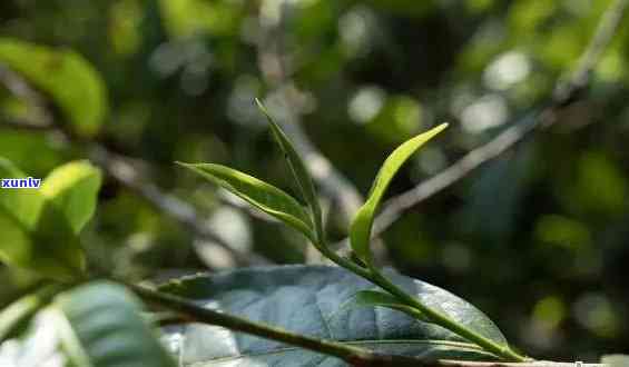 普洱茶中老树春芽的成分、品质与功效解析