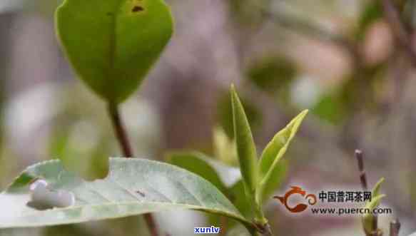 普洱茶中的老树春芽能喝吗？有吗？老树春尖普洱茶真相揭秘