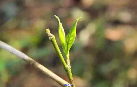 普洱茶中的老树春芽能喝吗？有吗？老树春尖普洱茶真相揭秘