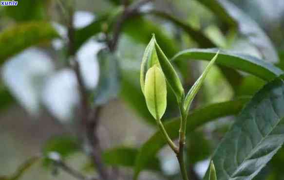 春茶之普洱：揭秘普洱茶春芽的魅力与特点