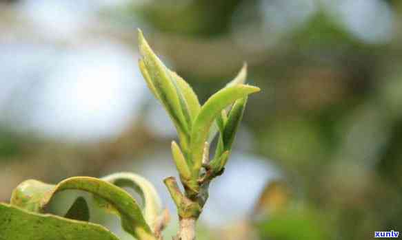 春茶之普洱：揭秘普洱茶春芽的魅力与特点