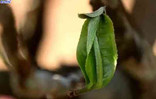 春茶之普洱：揭秘普洱茶春芽的魅力与特点