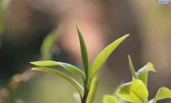 春茶之普洱：揭秘普洱茶春芽的魅力与特点