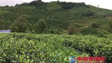 浙江普洱茶种植技术